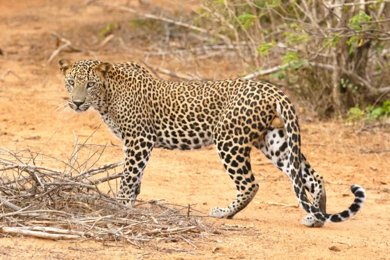 a leopard walking on a dirt road in the wild