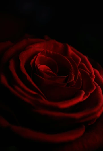 a very large rose is red with some light