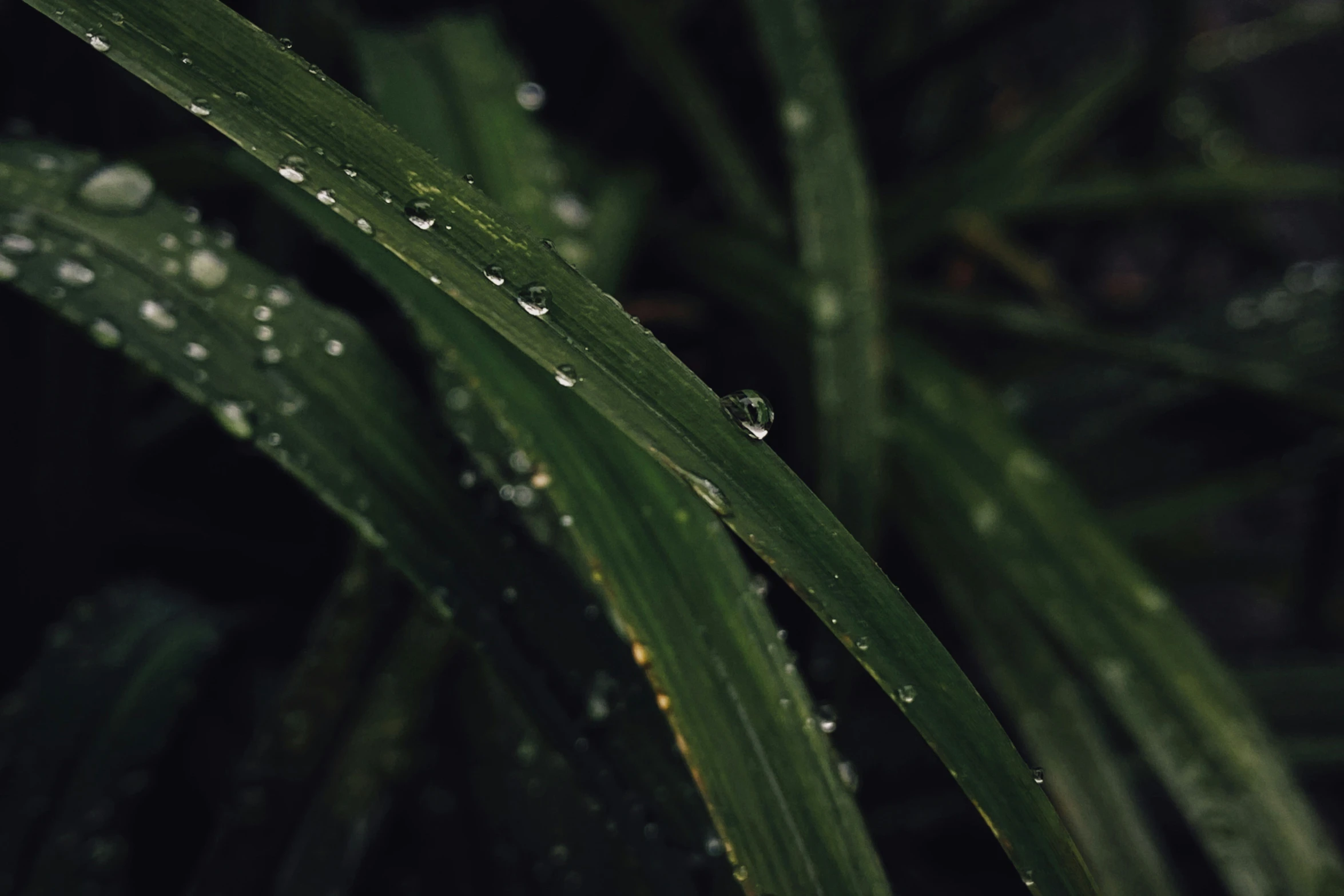 drops of rain falling on leaves on a dark background