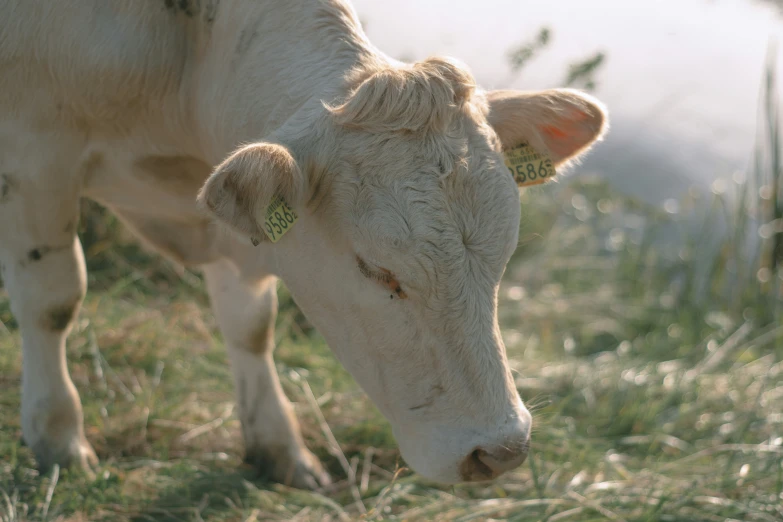 a cow standing in the grass with a ear tag on it