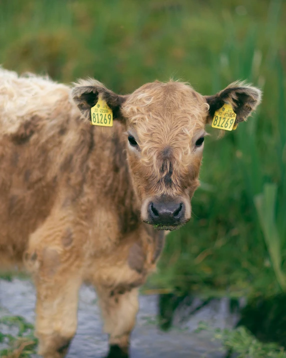 a small cow with some tags on his ear