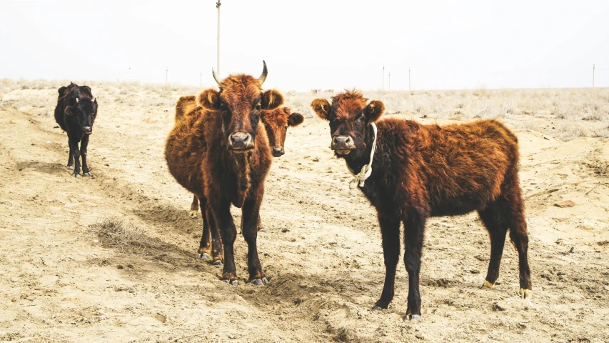 three cow standing on top of dirt covered ground