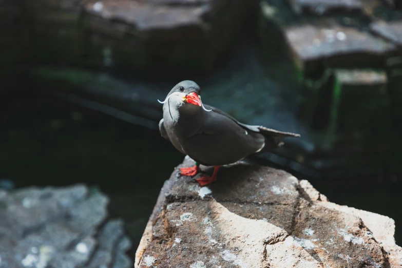 a small gray bird perched on a rock