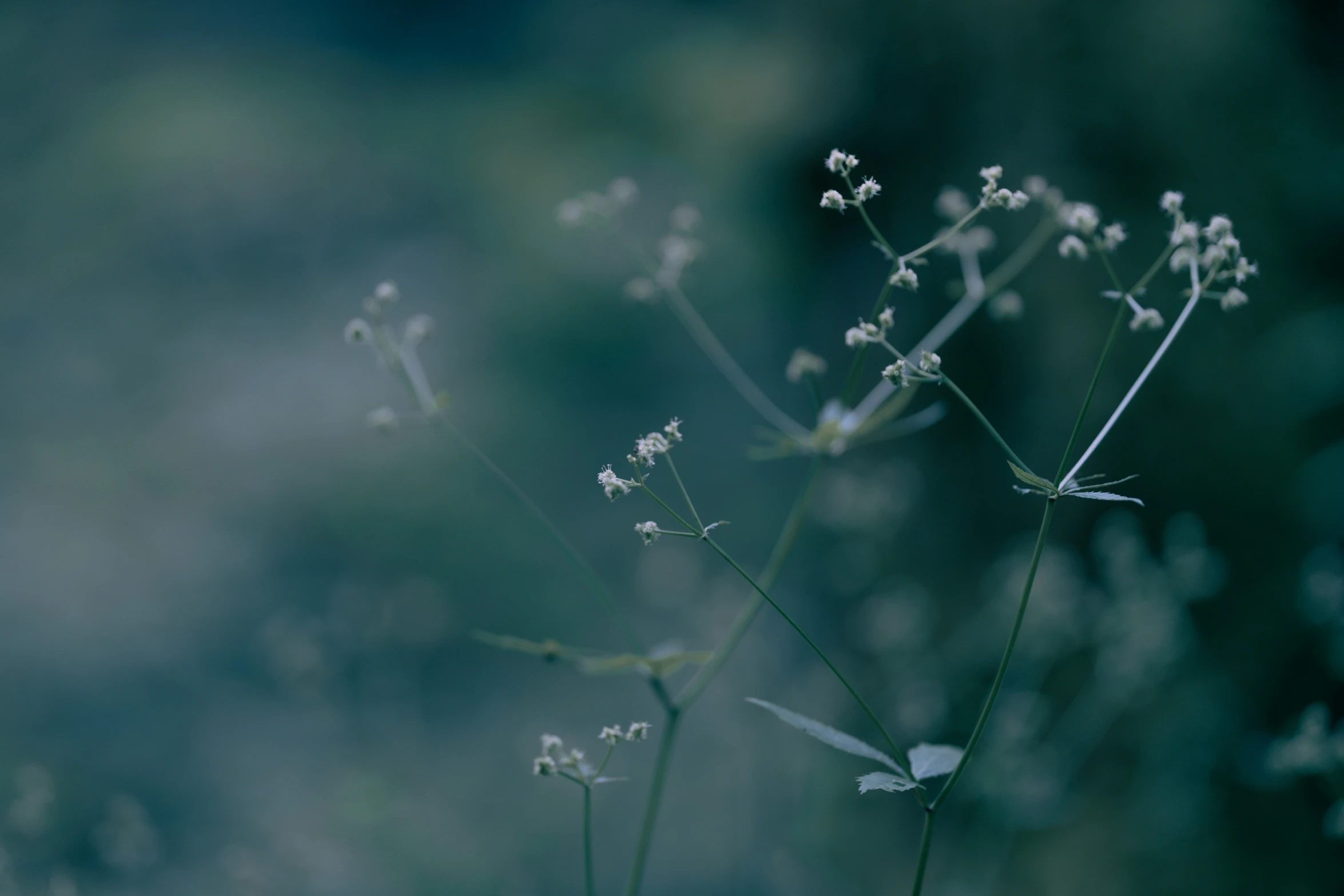 this is a close up view of white flowers