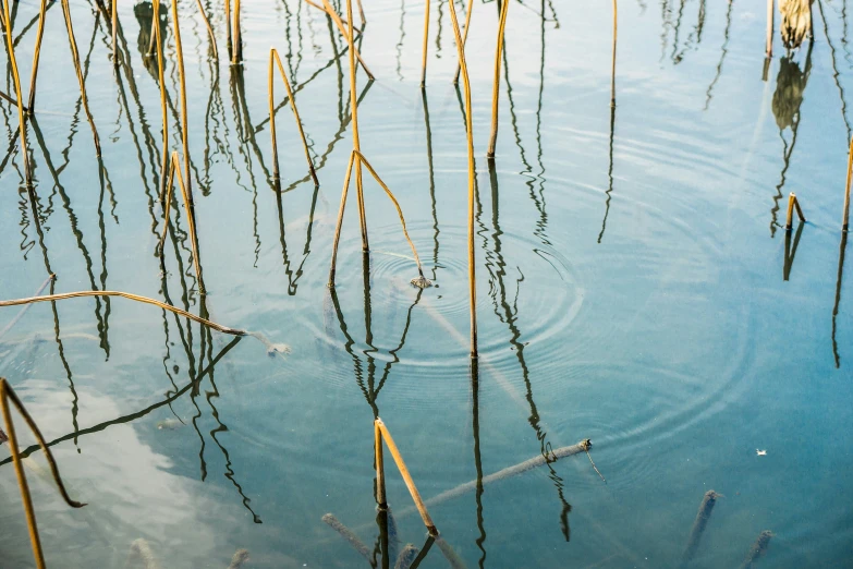 some nches that have fallen in a pond