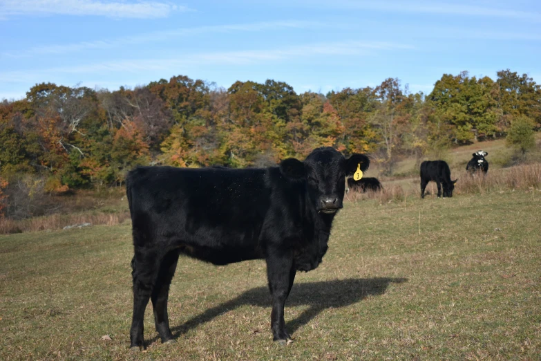 black cows standing in an open grassy field