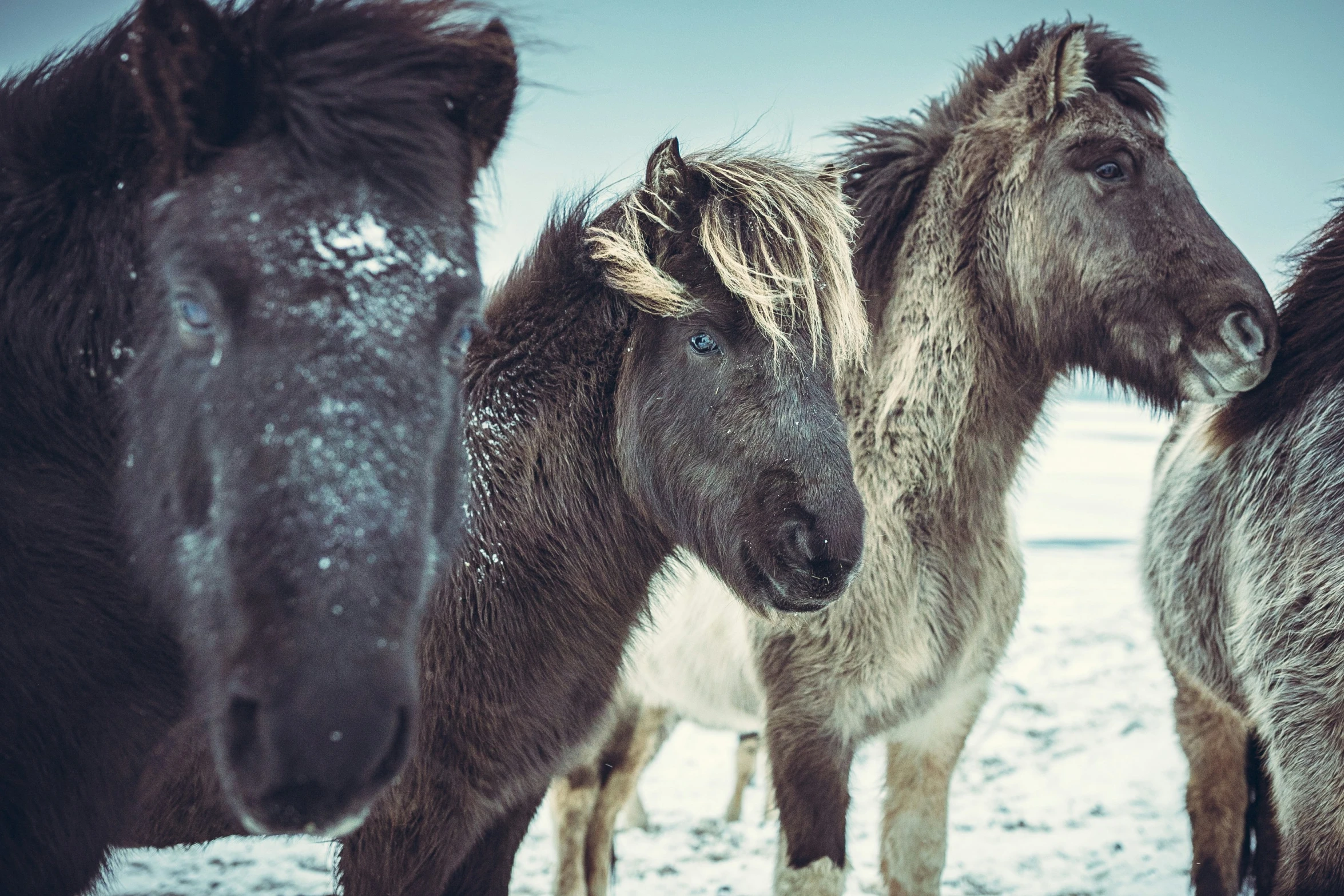 four horses standing in the snow with one horse yawning