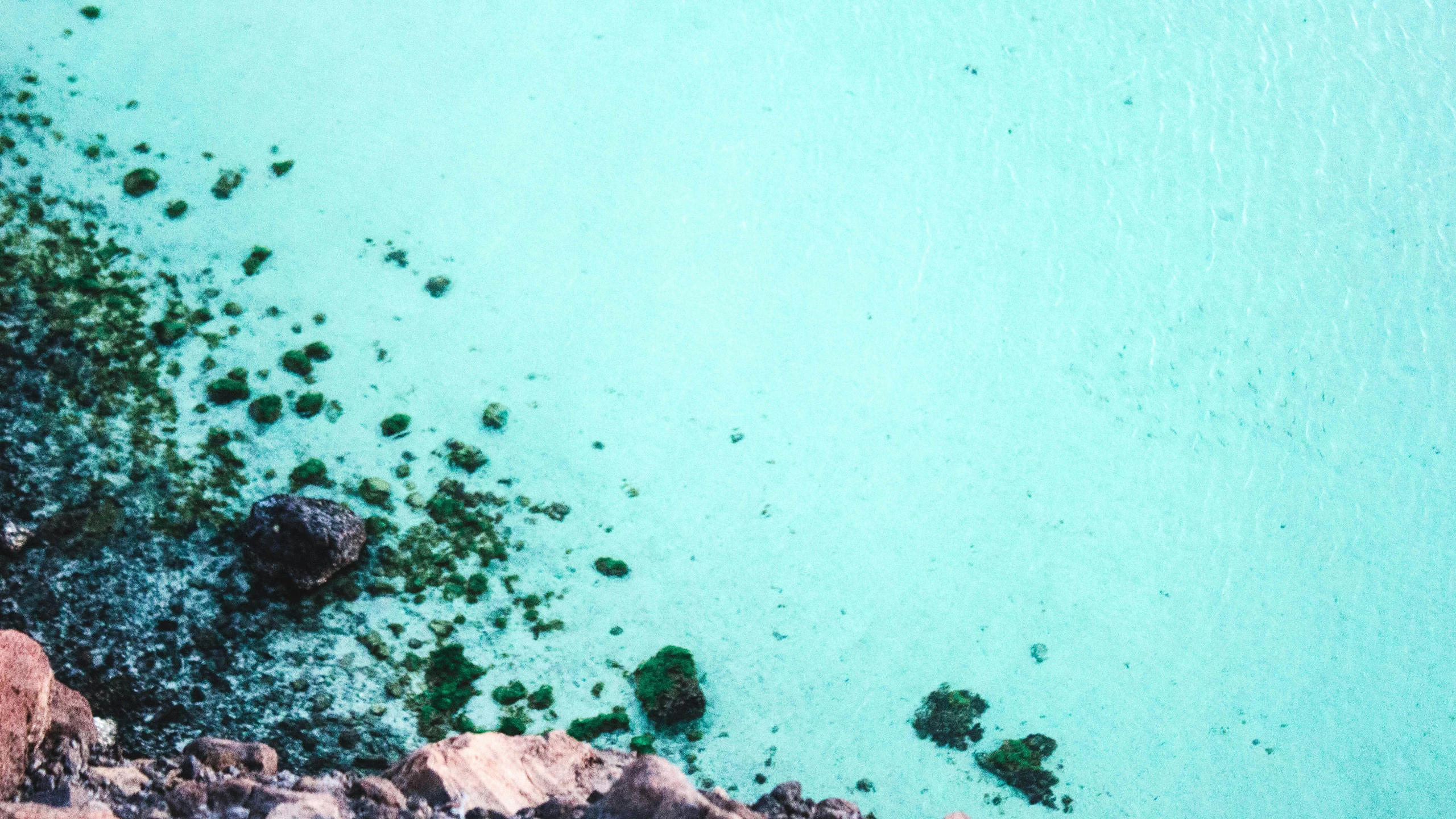 a body of water that is green with algae