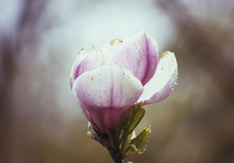 a flower on a bush with drops of rain on the petals