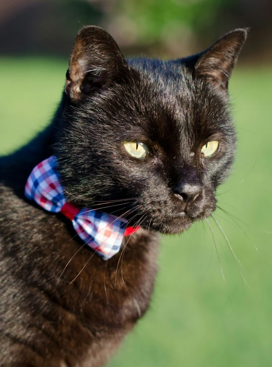 the cat is wearing a bow tie outside