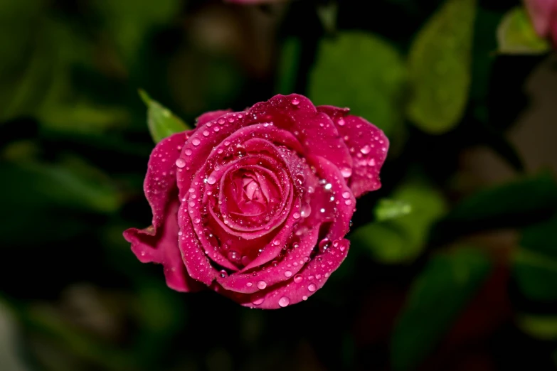 red rose with rain drops on its petals