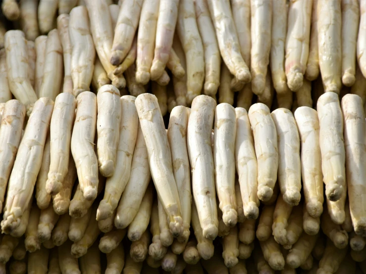 long white stems sticking from the stems of other plant materials