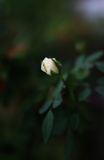 white rose bud emerging from a leafy nch