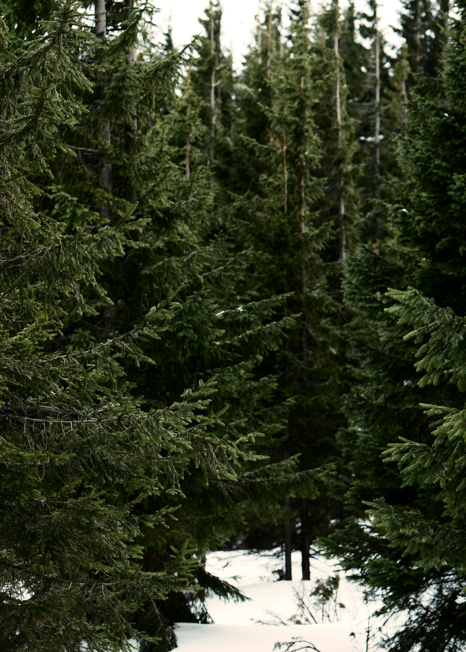 a couple of people are walking across the snow by trees