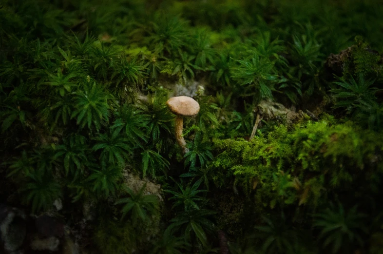 a mushroom is standing in a dense green forest