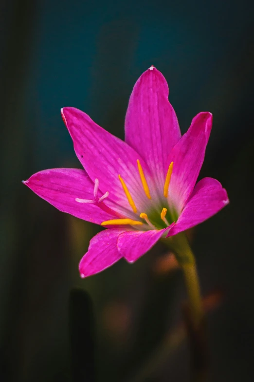 a large pink flower with yellow stamens and green leaves