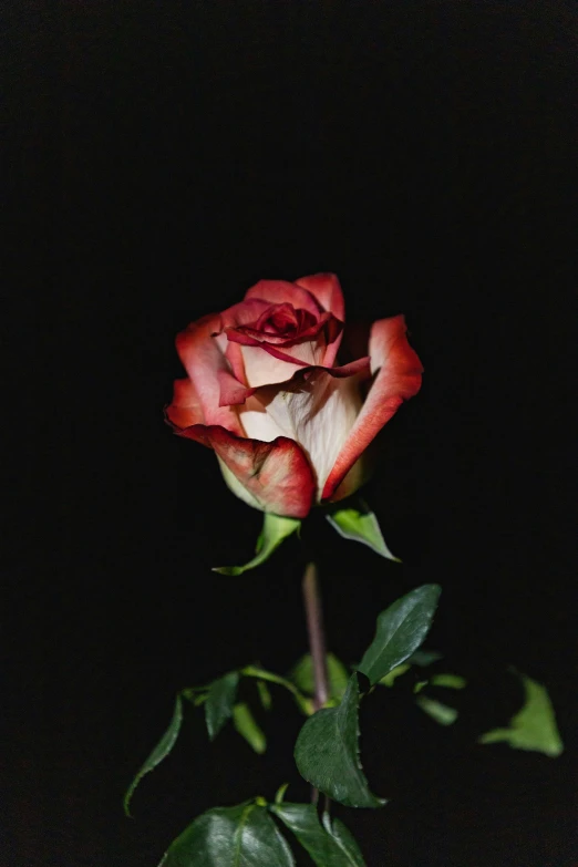 an image of a rose in the dark with long stem flowers