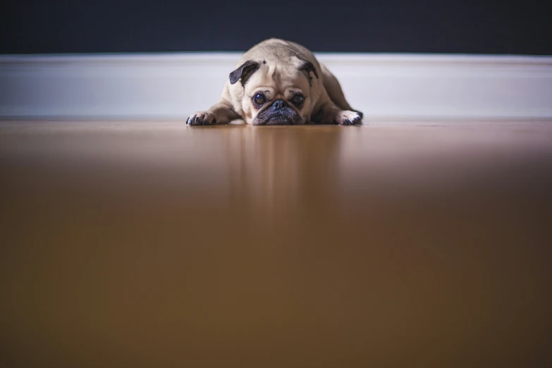 a small dog lying on the floor, sticking its head over the edge