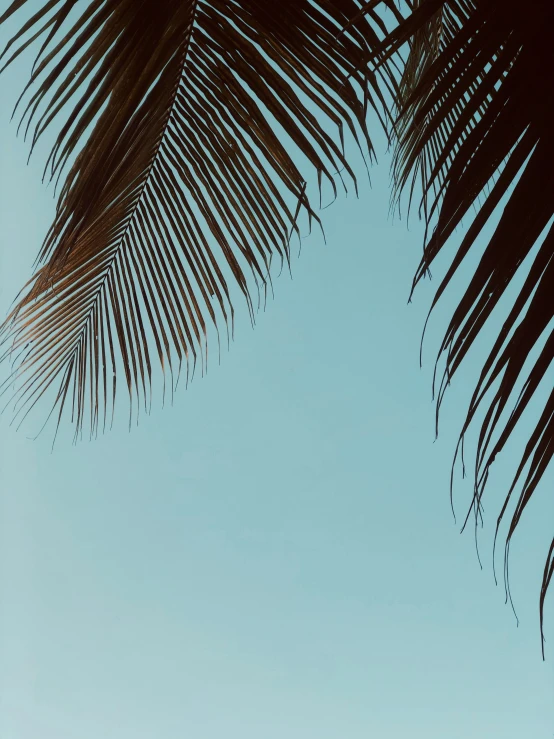 an image of palm leaves and the sky