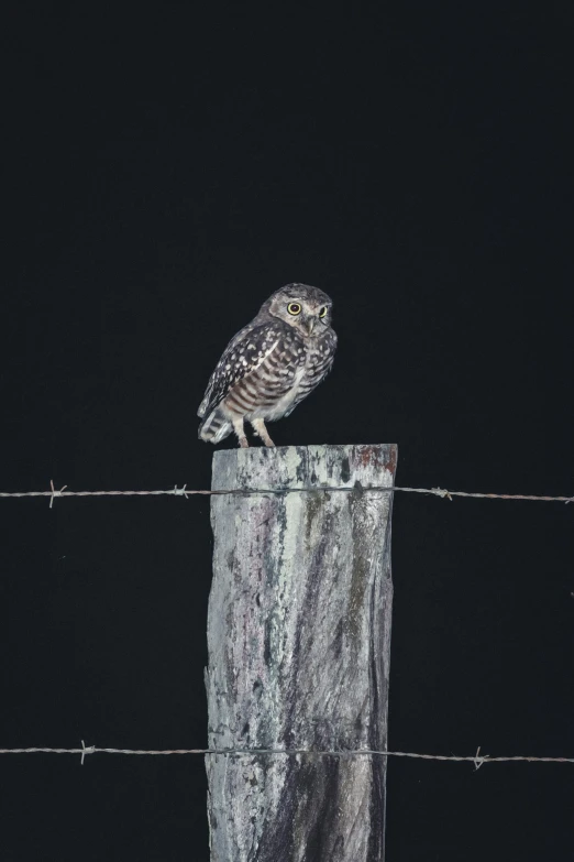 a small owl sitting on top of a barbed wire fence