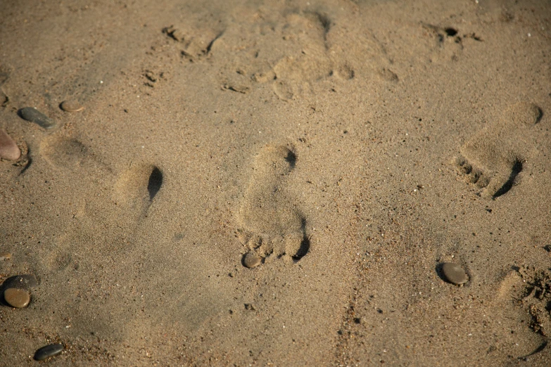 the paw prints of a bird and two birds in the sand