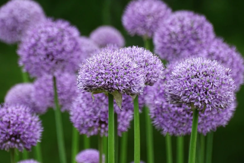 purple flowers are in full bloom next to each other