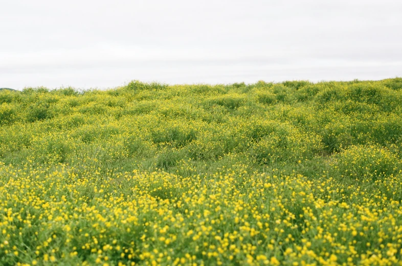 a lone horse stands in a flowery field