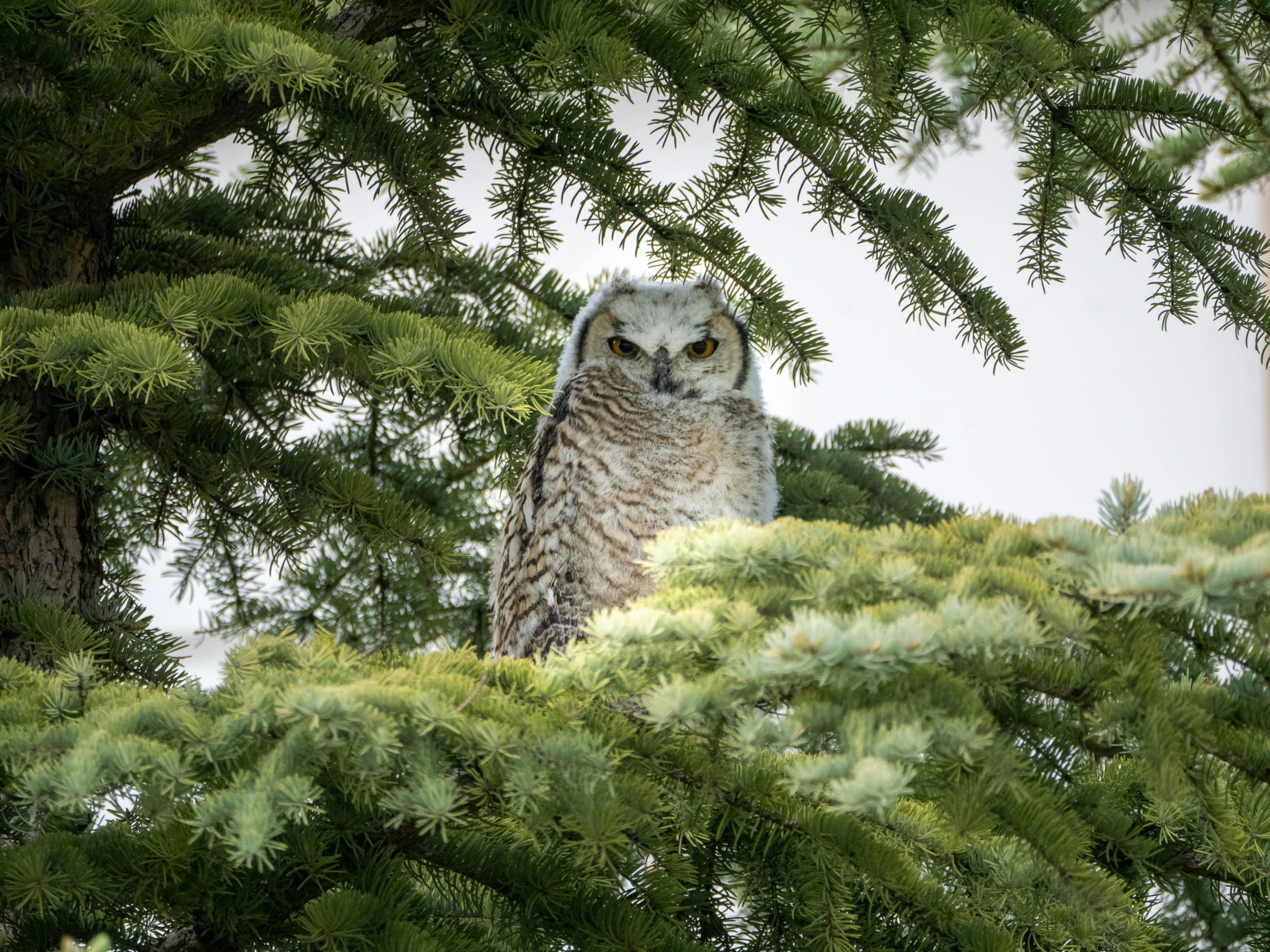 an owl sitting in a tree looking out over the forest