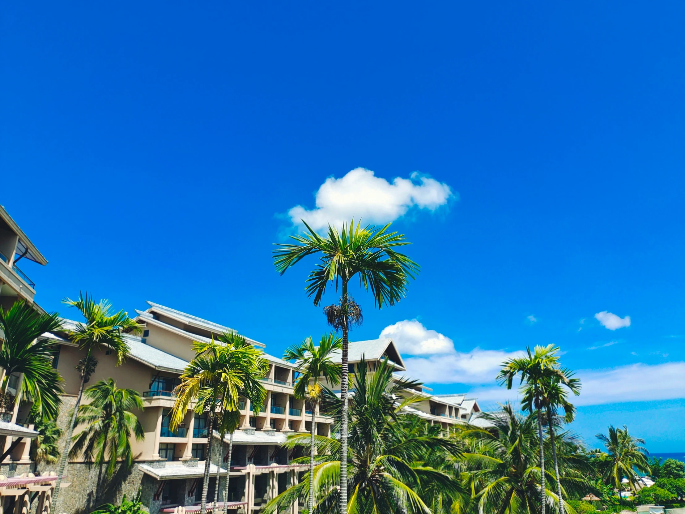 a palm tree standing near some el rooms