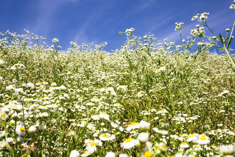 a large field of daisies under a blue sky