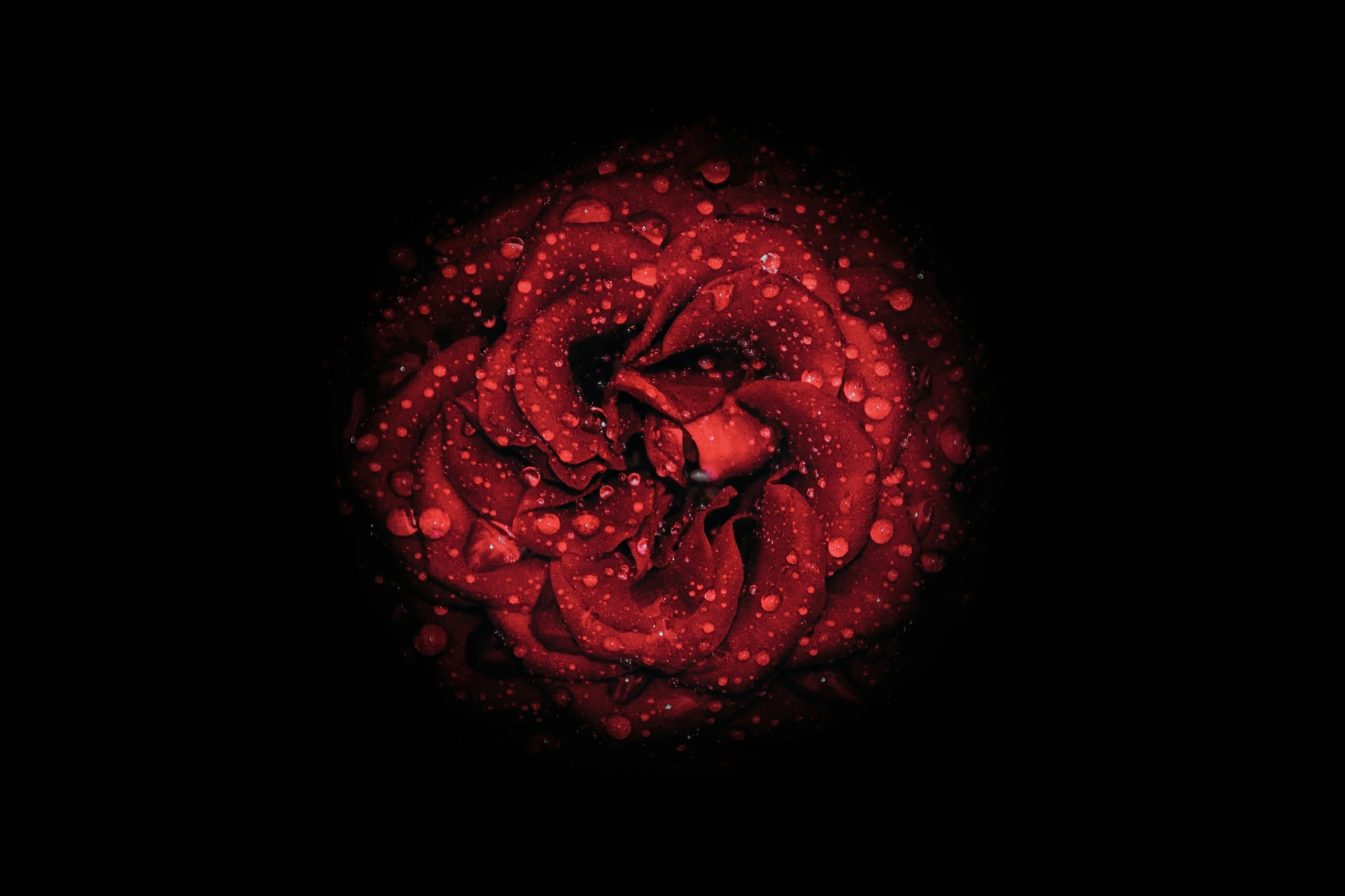 a red rose with water drops on it