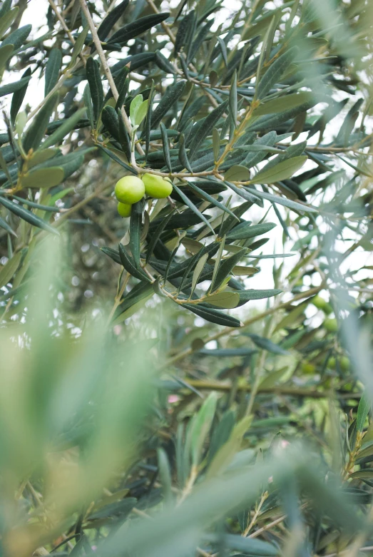 an olive tree with green olives on the nch