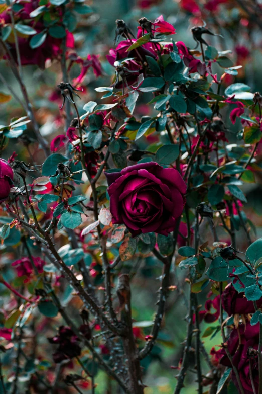 a plant with pink flowers on it