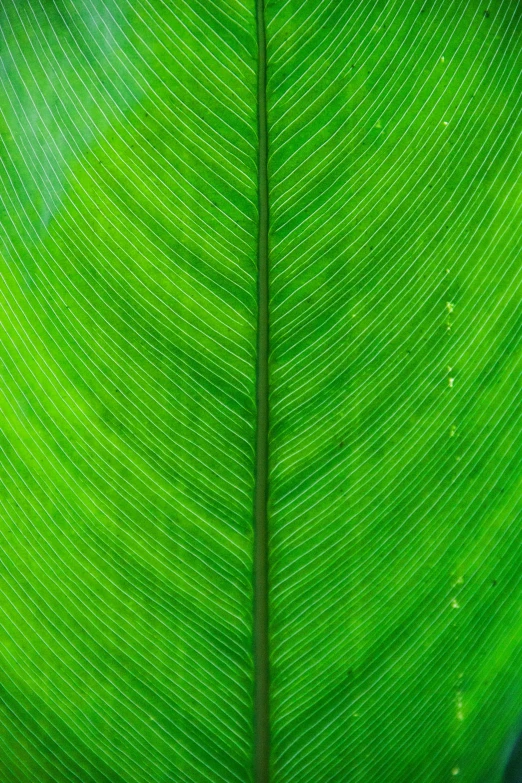 a close up s of a green leaf