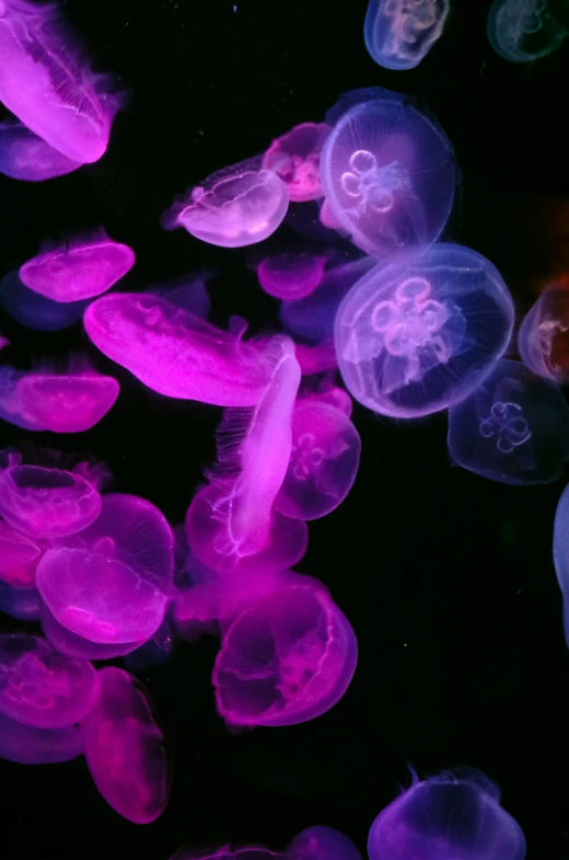 jellyfish in dark water are glowing pink