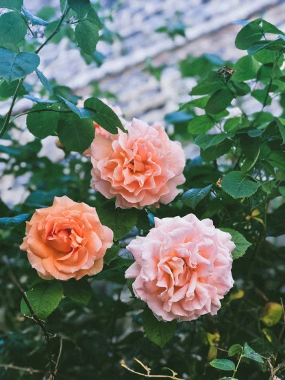 three peach colored roses in the middle of a bush