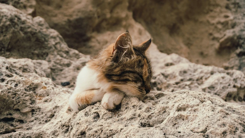 a cat lays down on a rock and stares