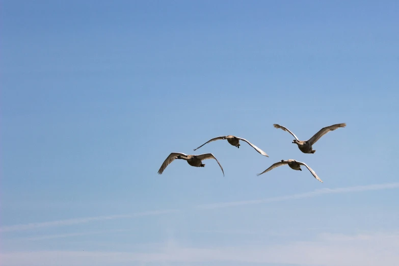 seagulls flying across the sky in the day