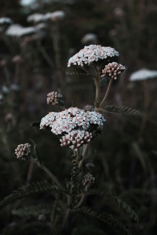 several tiny white flowers sitting on top of a green stalk