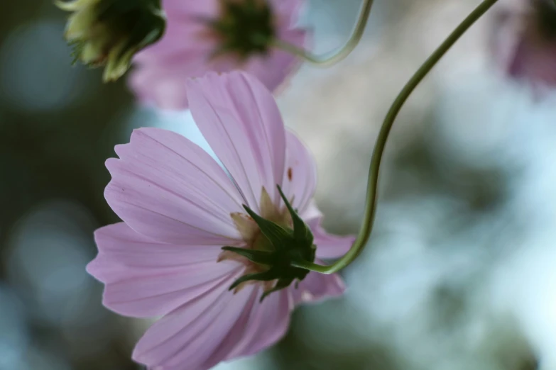 a close up view of some pretty pink flowers