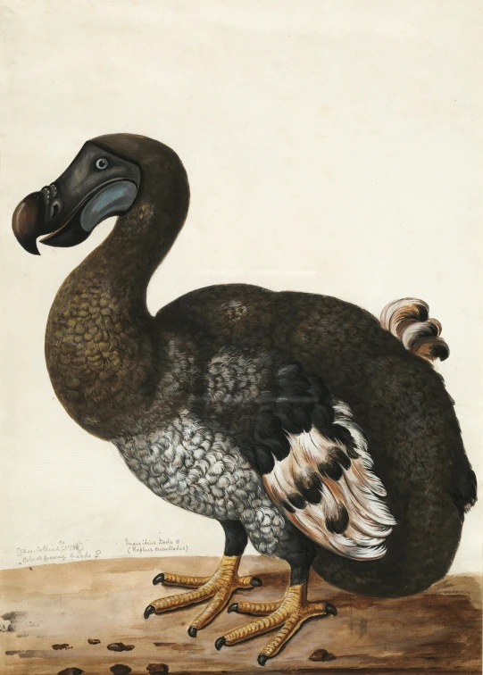 the large bird has brown, black and white feathers