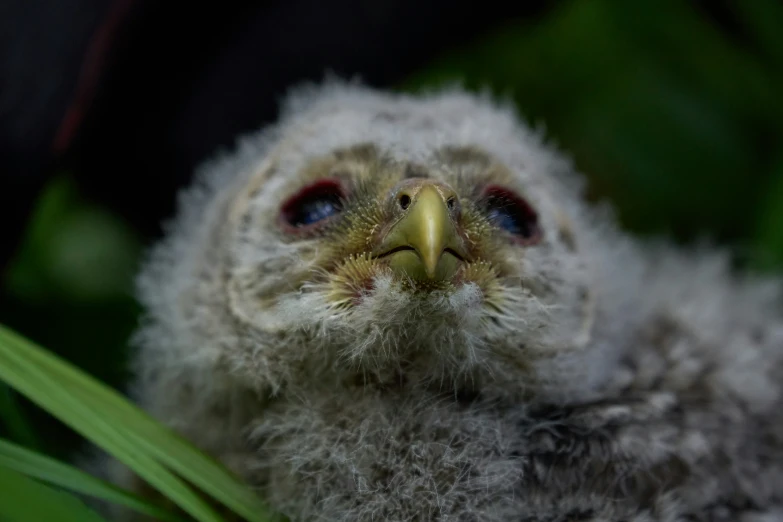 a bird with a yellow beak looks at the camera