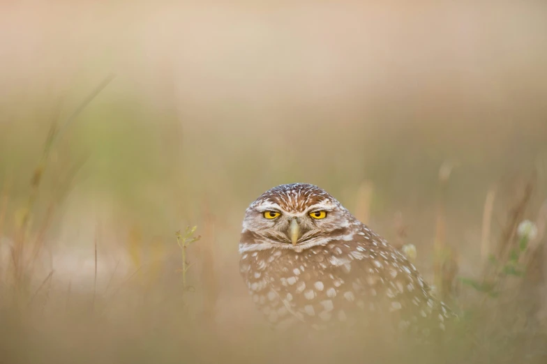 an owl is standing in the tall grass