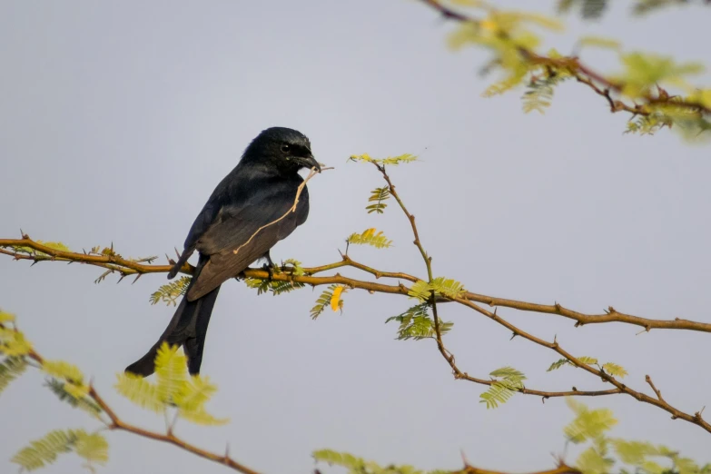 a bird on a nch with leaves and leaves