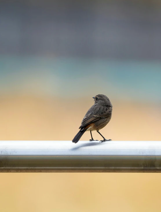 there is a little bird on the rail