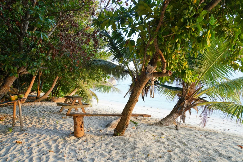 tree lined sand area with a large body of water