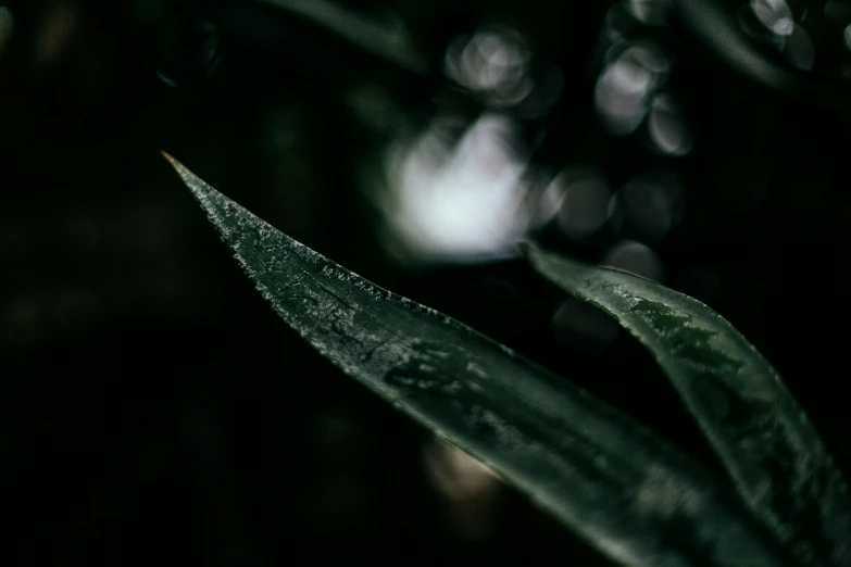 close up of the leaves of a plant that is ready to bloom