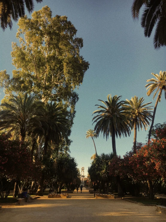 some very pretty palm trees and plants by the street