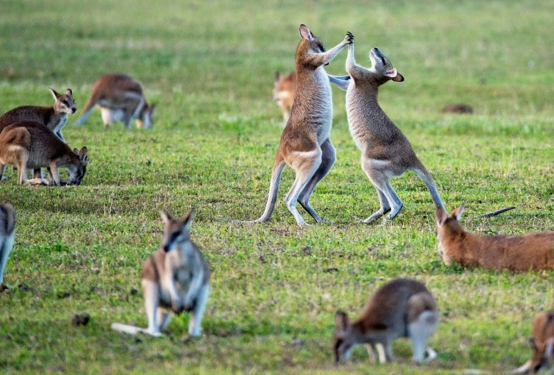 the baby kangaroos are being fed the adult kangaroo