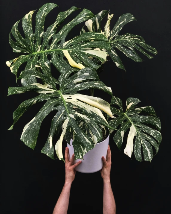 a person holding a plant up against a black background